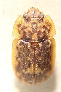 <i>Soronia grisea</i>