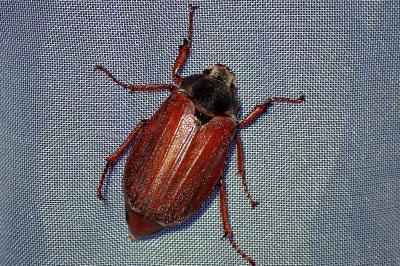 <i>Melolontha melolontha</i>