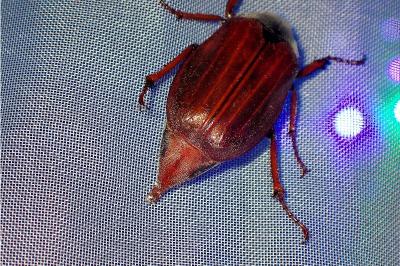 <i>Melolontha melolontha</i>