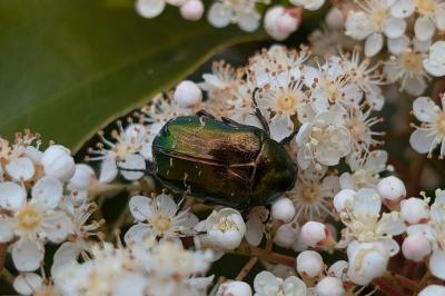 <i>Cetonia aurata</i>