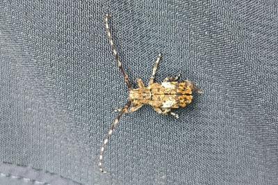 <i>Mesosa nebulosa</i>