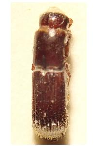 <i>Platypus cylindrus</i>