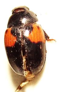 <i>Tritoma bipustulata</i>