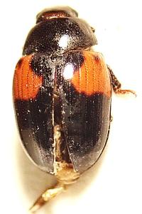 <i>Tritoma bipustulata</i>
