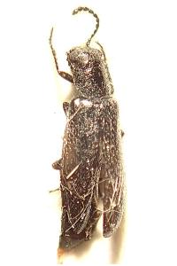 <i>Dasytes aeratus</i>