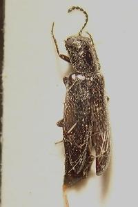 <i>Dasytes aeratus</i>
