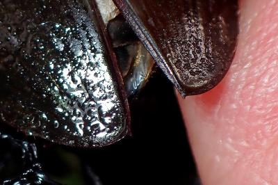 <i>Hydrophilus piceus</i>