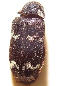 <i>Megatoma undata</i>
