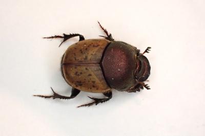 <i>Onthophagus coenobita</i>
