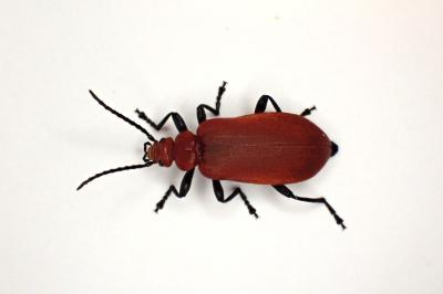 <i>Pyrochroa serraticornis</i>