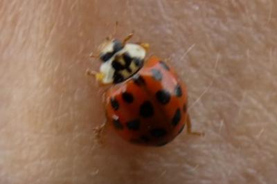 <i>Harmonia axyridis</i>