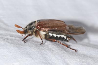<i>Melolontha melolontha</i>