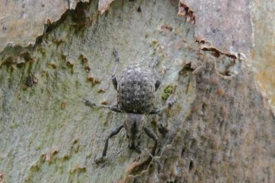 <i>Liophloeus tessulatus</i>