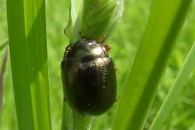 <i>Chrysolina bankii</i>