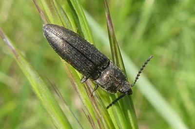 <i>Cidnopus pilosus</i>
