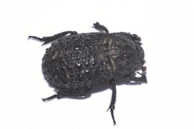 <i>Trox perlatus</i>
