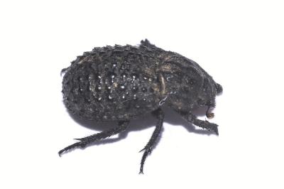 <i>Trox perlatus</i>