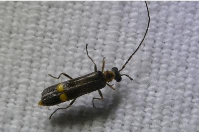<i>Malthodes</i>