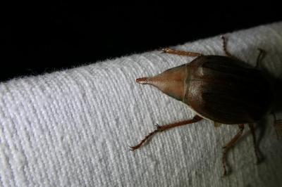 <i>Melolontha melolontha</i>