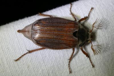 <i>Melolontha melolontha</i>