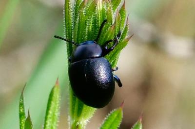 <i>Timarcha goettingensis</i>