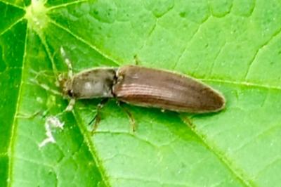 <i>Athous haemorrhoidalis</i>