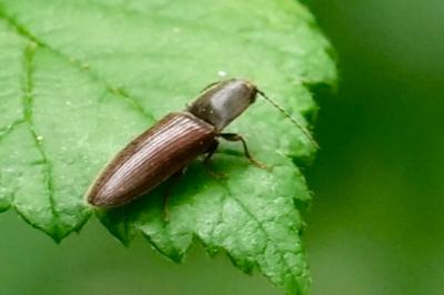 <i>Athous haemorrhoidalis</i>