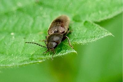 <i>Athous haemorrhoidalis</i>