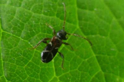 <i>Poecilium alni</i>
