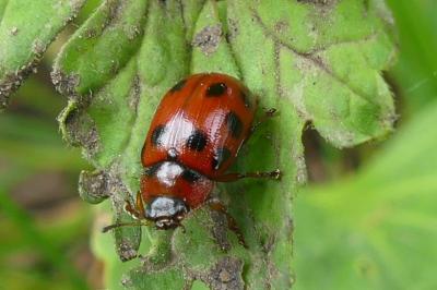 <i>Gonioctena decemnotata</i>
