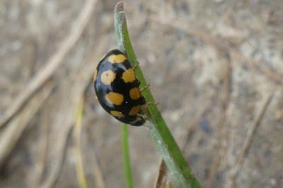 <i>Coccinula quatuordecimpustulata</i>