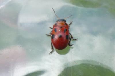 <i>Gonioctena fornicata</i>