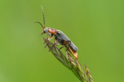 <i>Cantharis rustica</i>
