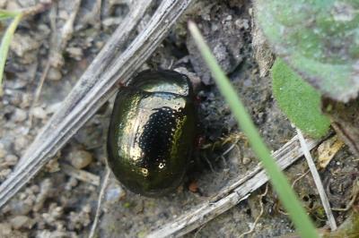 <i>Chrysolina bankii</i>