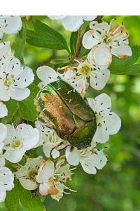 <i>Cetonia aurata</i>