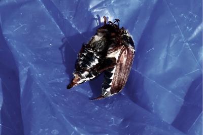 <i>Melolontha melolontha</i>