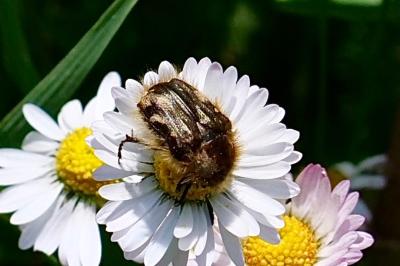 <i>Tropinota hirta</i>