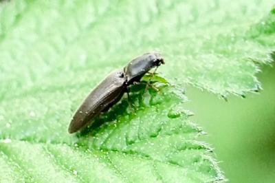 <i>Athous haemorrhoidalis</i>