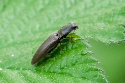<i>Athous haemorrhoidalis</i>