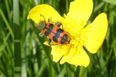 <i>Trichodes alvearius</i>