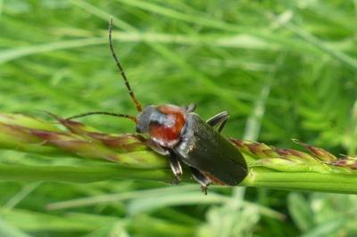 <i>Cantharis fusca</i>