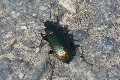 <i>Poecilus cupreus</i>