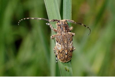 <i>Mesosa nebulosa</i>