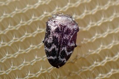 <i>Trachys minutus</i>