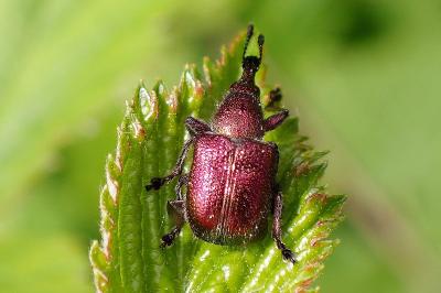<i>Rhynchites auratus</i>