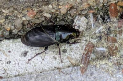 <i>Harpalus dimidiatus</i>