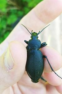 <i>Carabus coriaceus</i>