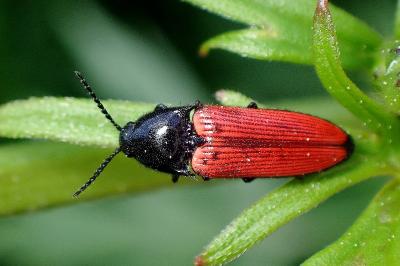 <i>Ampedus</i>