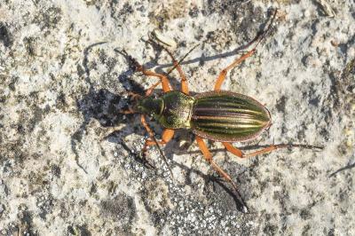 <i>Carabus auratus</i>