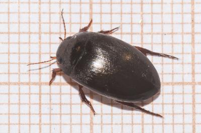 <i>Agabus bipustulatus</i>
